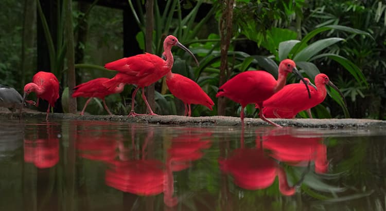 Tour por Foz do Iguaçu