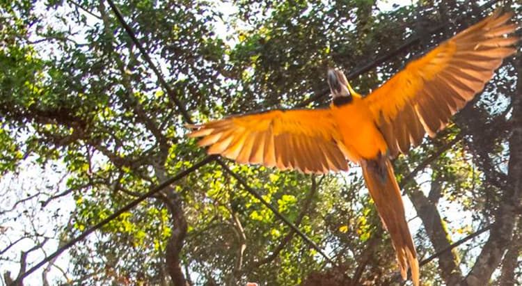 Tour por Foz do Iguaçu